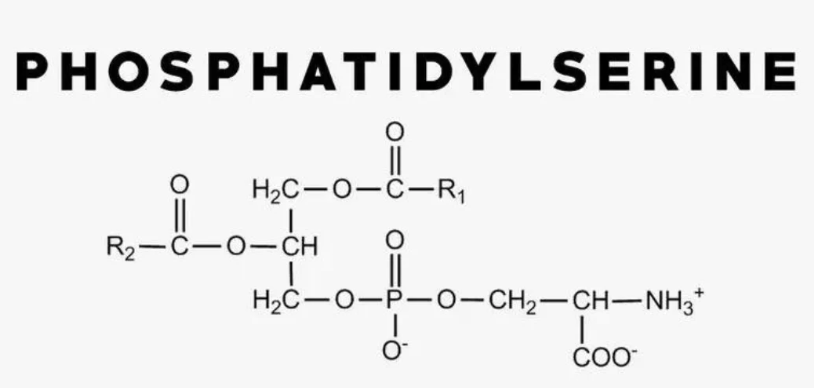 Was ist der Unterschied zwischen phosphoryliertem Serin und Phosphatidylserin.png