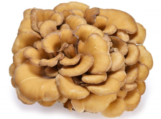 Vorteile von Maitake-Pilzen für die Haut.png
